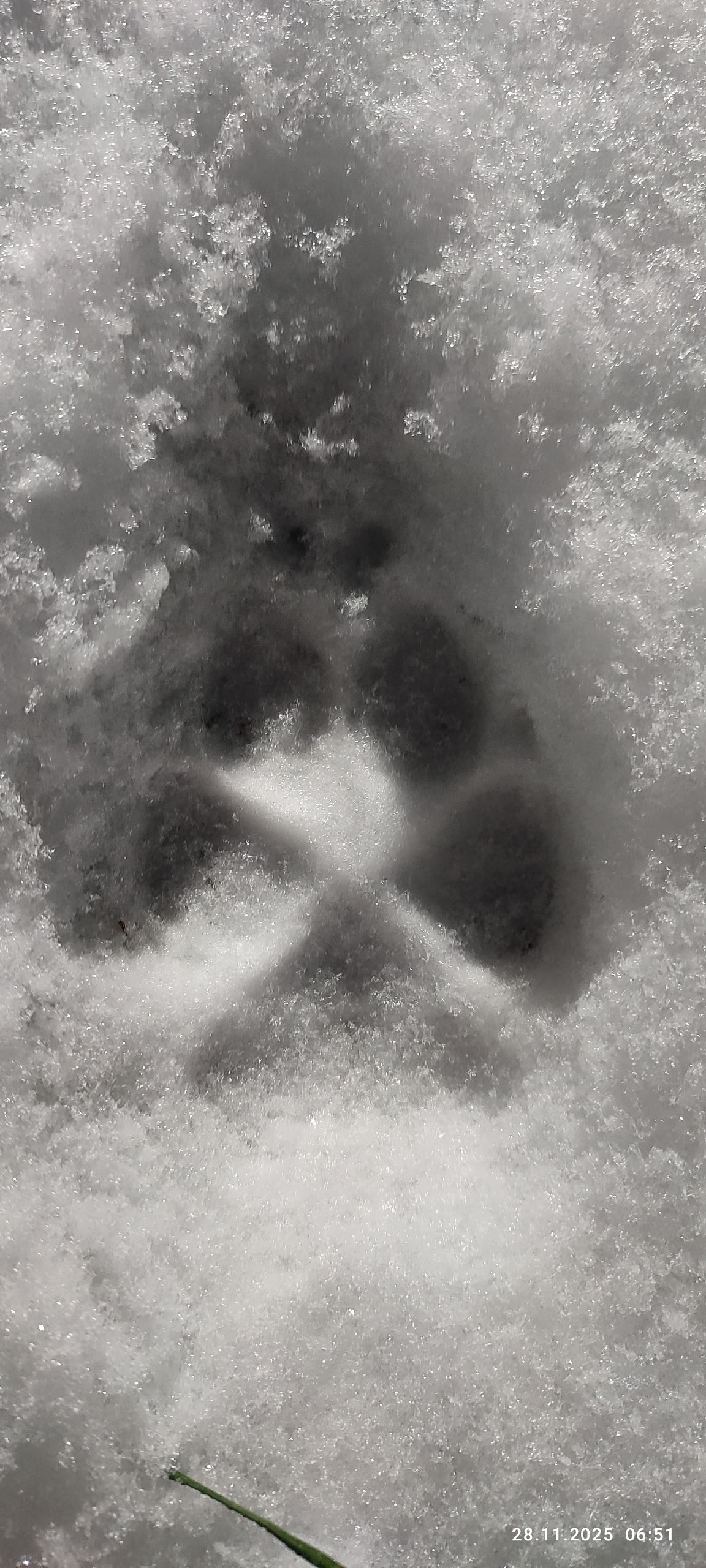 Волки ищут добычу в поселке Кааламо