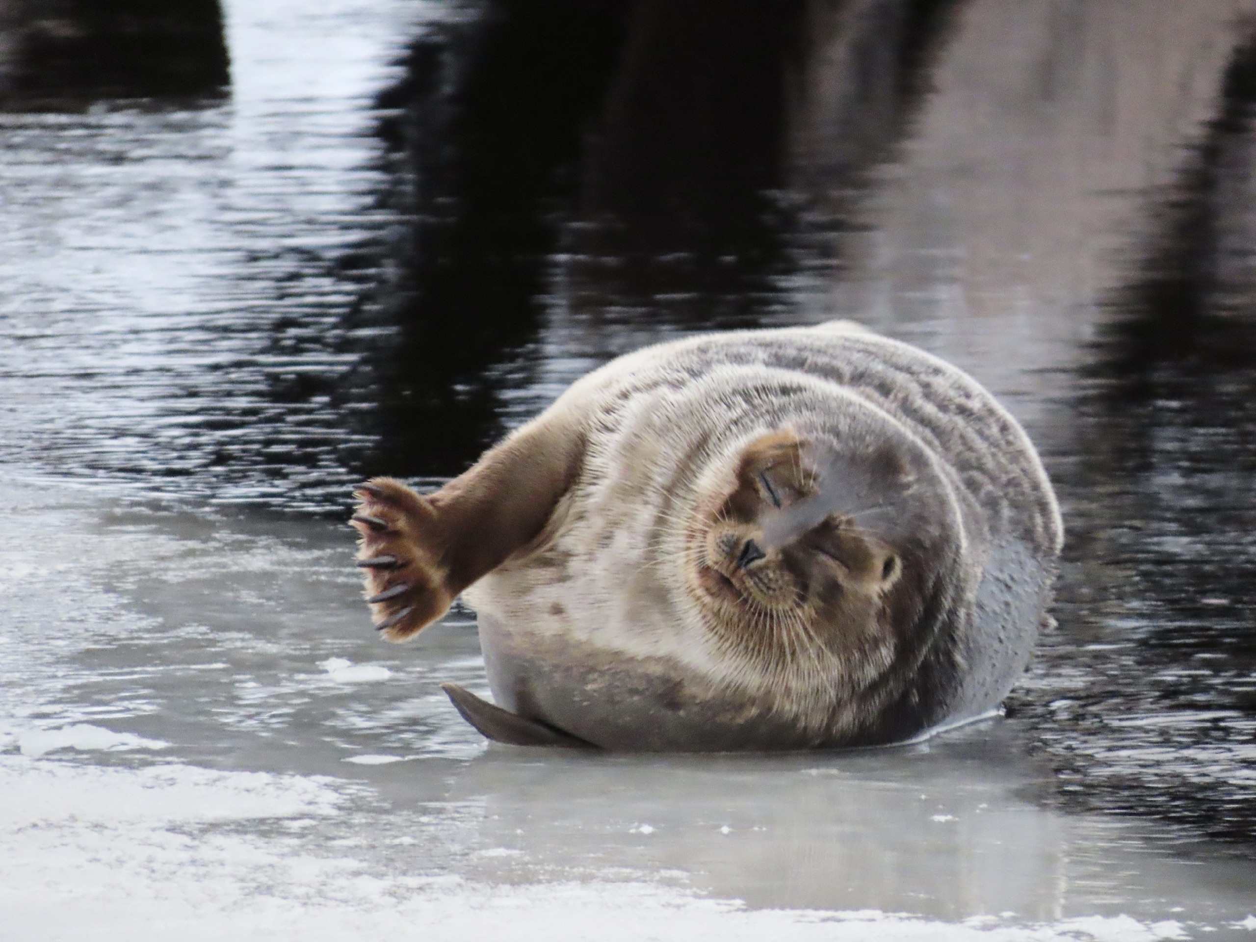 «Фото в мордочках»: тюлень позировал на камеру во время рыбалки в Карелии