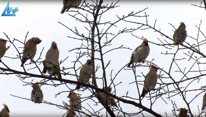 Стаи свиристелей заметили в густонаселенном районе Петрозаводска