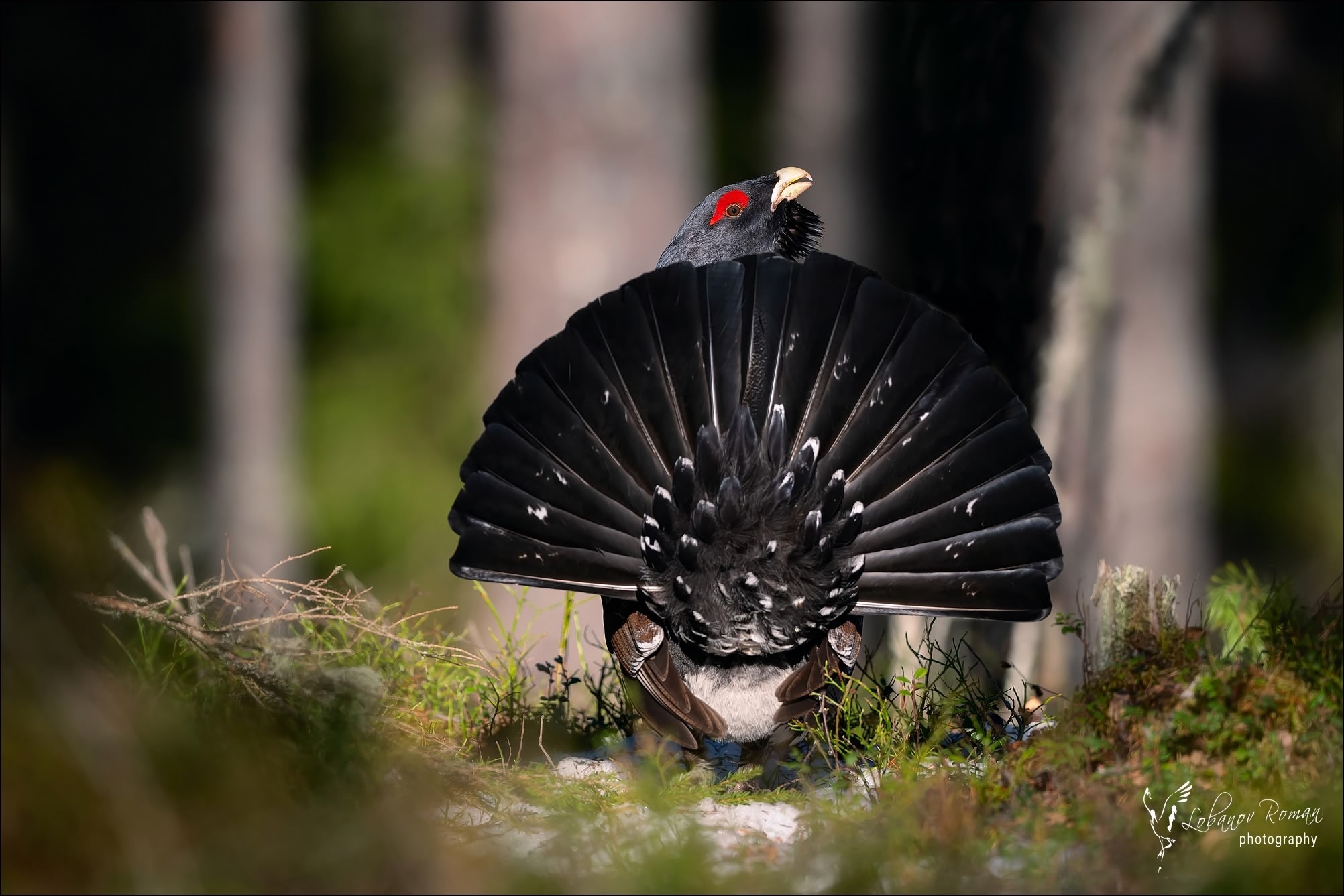 Птицу-веер заметили в нацпарке Карелии