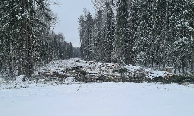 В Петрозаводске вырубили лес на «Фонтанах» и повредили освещение