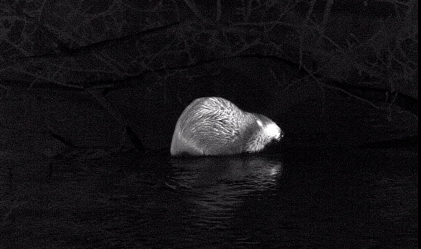 Бобровая семья поселилась на реке Таракановке в соседней от Карелии области