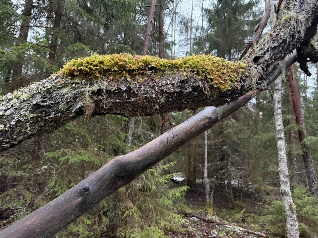 Мертвая древесина — важный элемент лесного биотопа, объяснили в карельском лесничестве