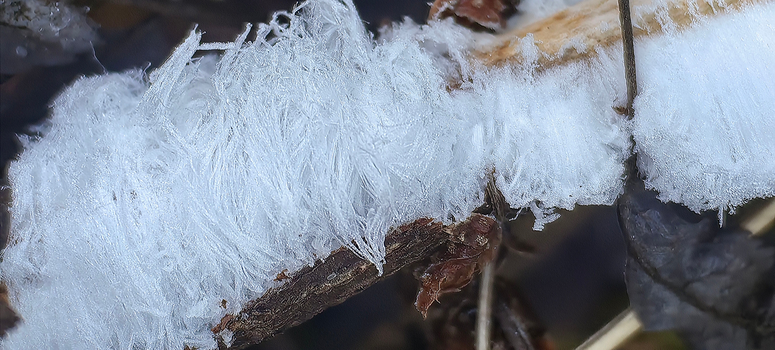 «Ледяные волосы» обнаружили в лесу Карелии