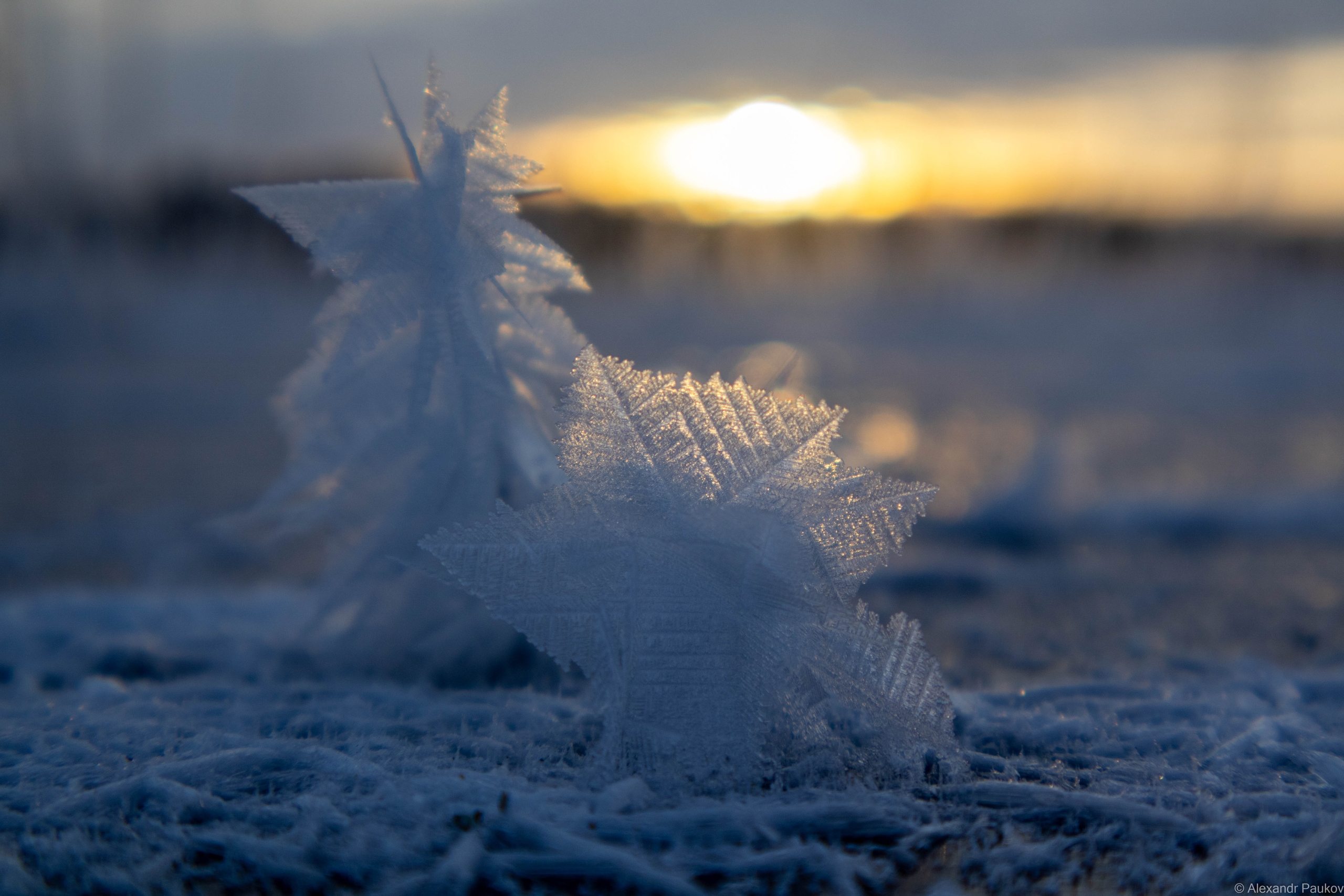 Елочки на льду и сказочные поля: Александр Пауков поймал в кадр чудеса природы в Карелии