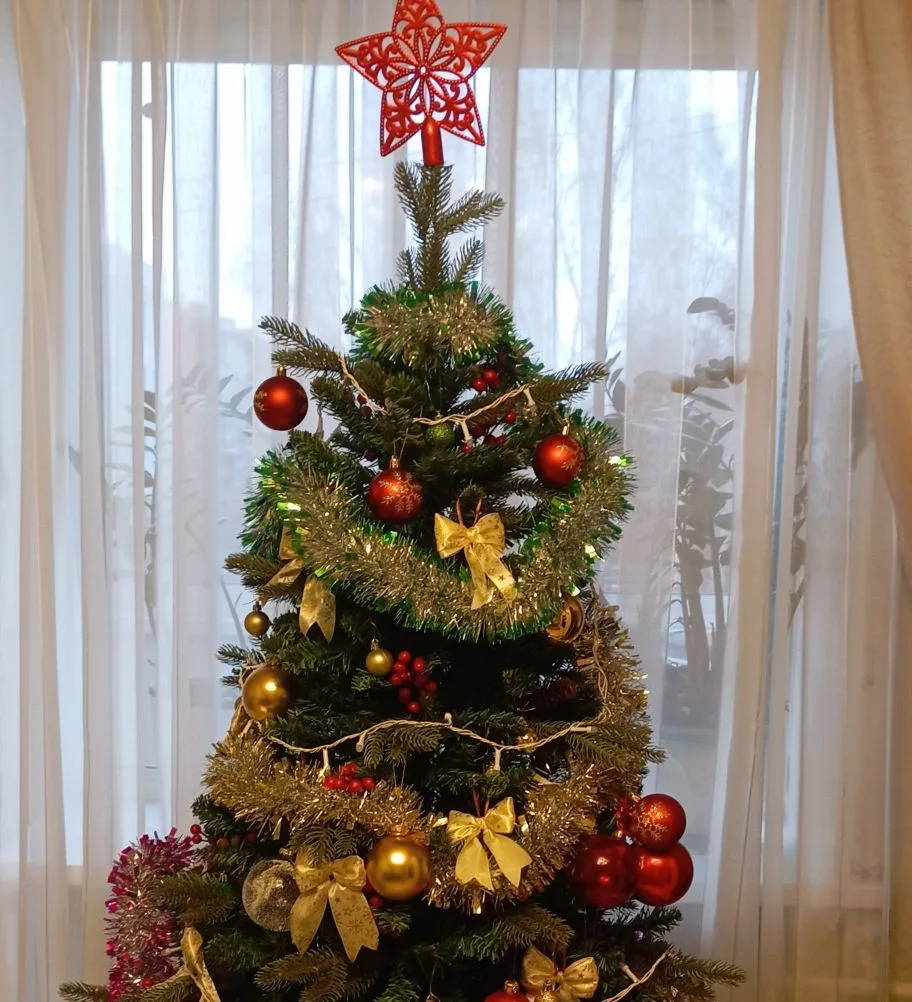 Жителям Питкярантского округа разрешили самостоятельно заготавливать новогодние ели