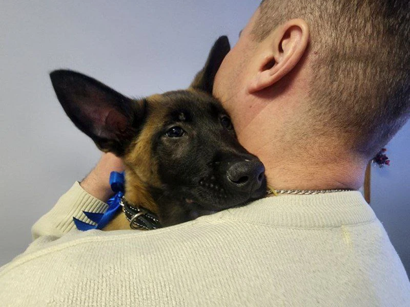 Полицейские Петрозаводска отправили щенка бельгийской овчарки служить в Саранск