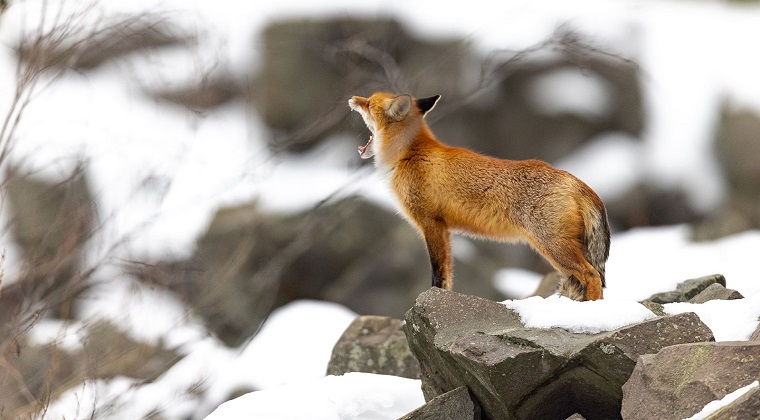 Даже образуется снежный покров: синоптики Карелии рассказали о погоде на ближайшие дни