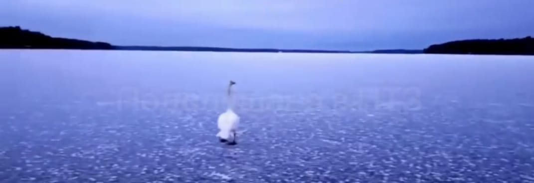 Минприроды попросило жителей Карелии не тревожить лебедей