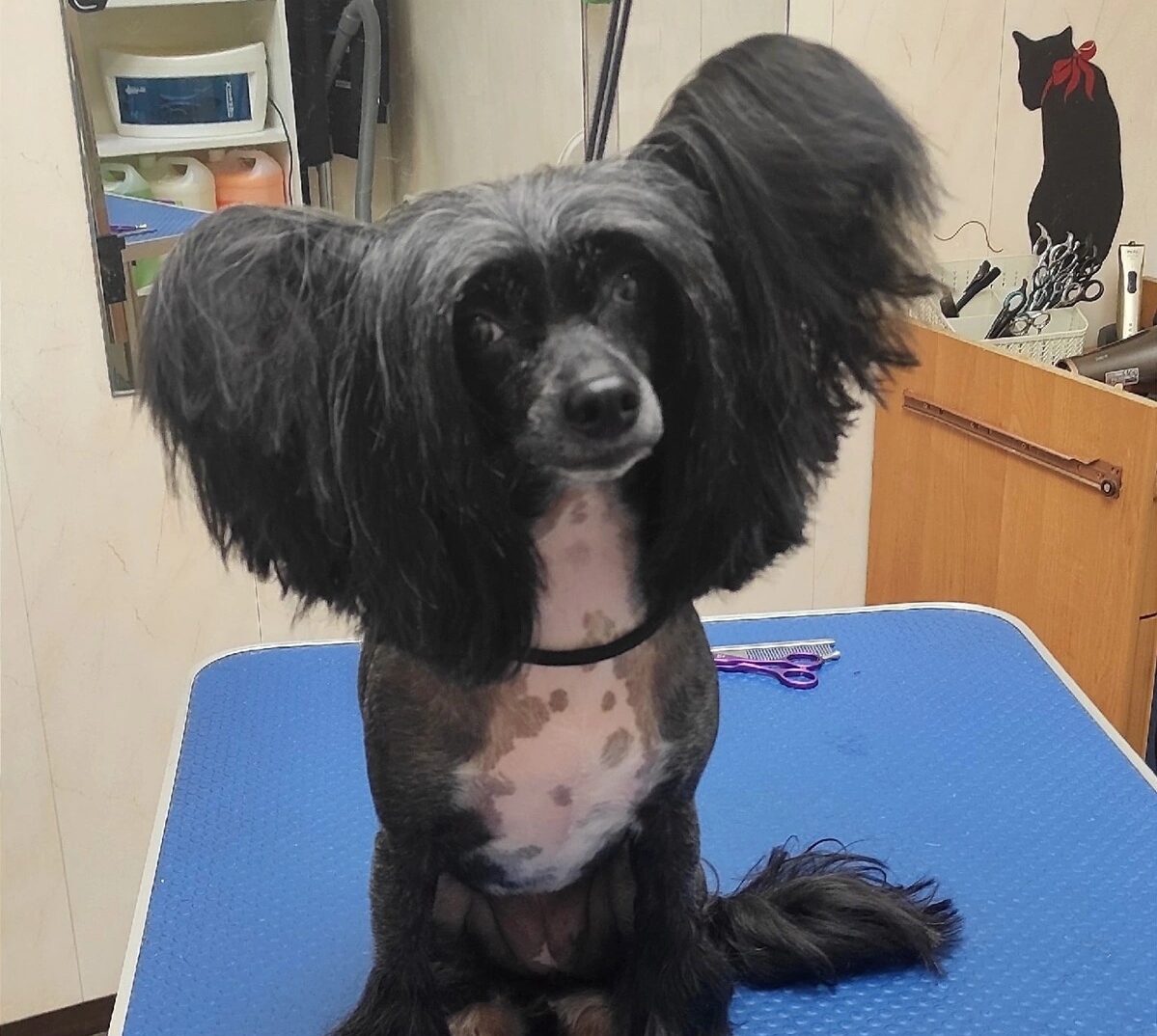 «Третьи сутки ищем»: породистую собаку потеряли на Фонтанах