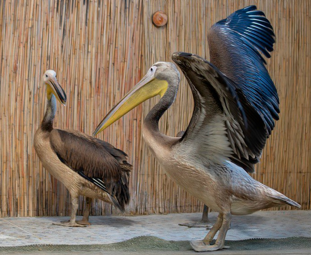 Образцовый семьянин с 10-литровым клювом: в Карельском зоопарке показали своих пеликанов