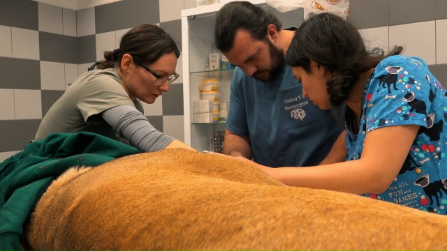 Ветеринары из Санкт-Петербурга провели уникальную операцию львице в Карелии