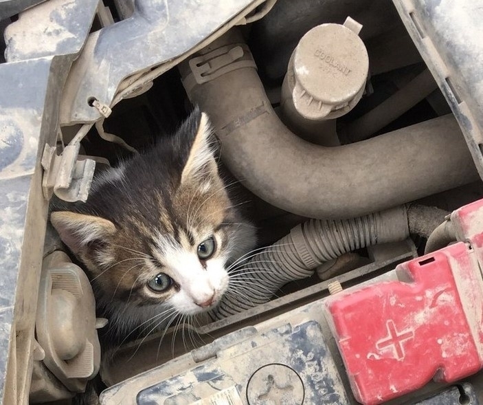 «Постучите по капоту, а лучше откройте!» - водителям Карелии напомнили о том, что может спасти жизнь