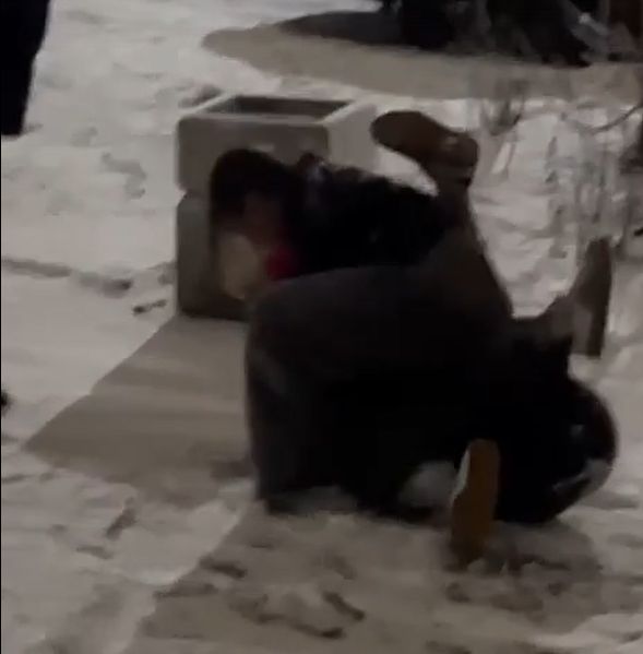 Полиция организовала проверку после публикации видеозаписи драки школьниц в Петрозаводске