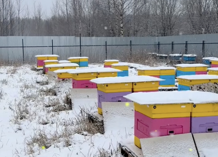 Коллективное выживание и биологическая инженерия: чему можно поучиться у пчёл