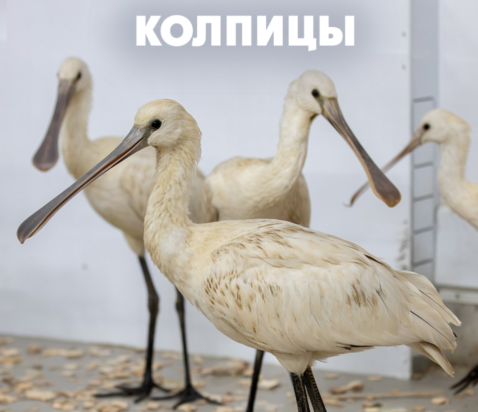 Колпицы пополнили коллекцию пернатых в Карельском зоопарке