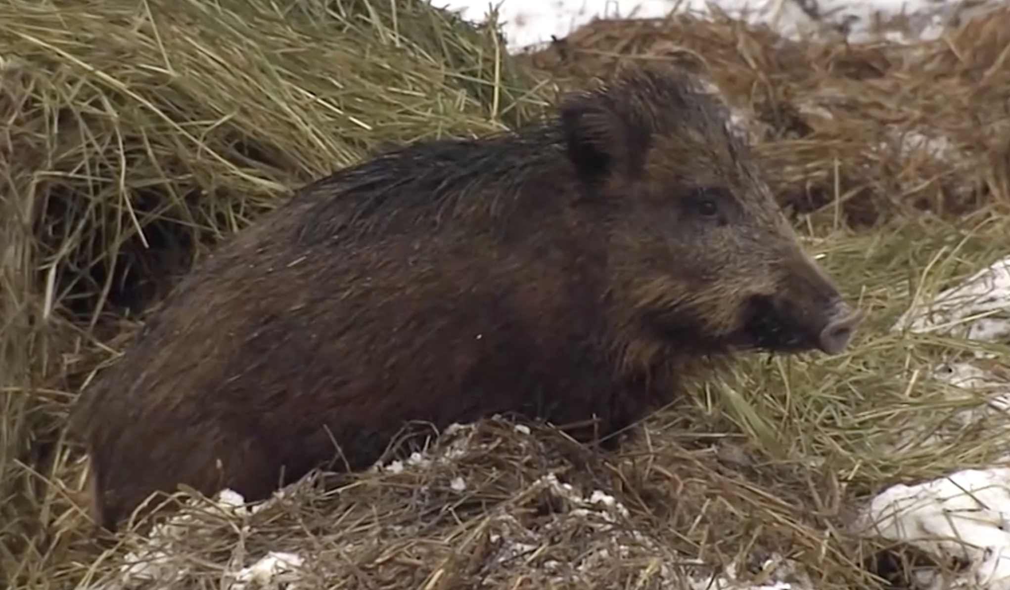 Зимнее сафари в Карелии: в лесу Киркколахти встретили семью диких кабанов