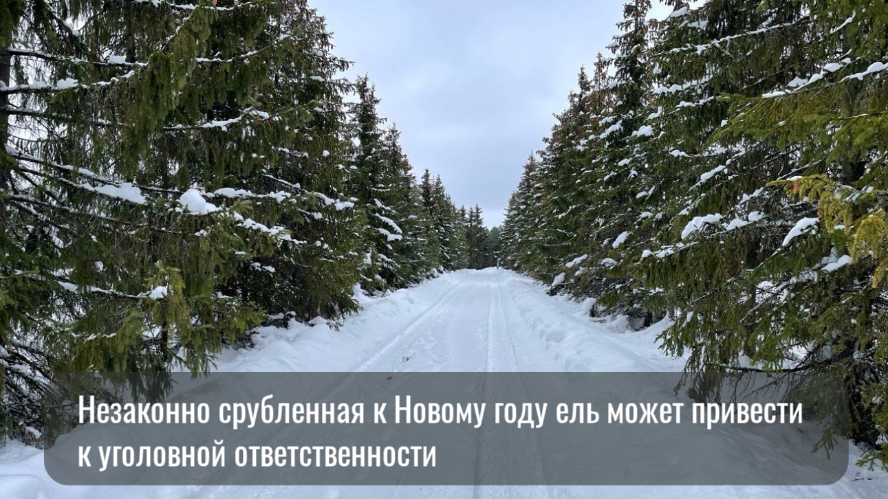 Жителей Карелии накажут за незаконную вырубку елей к Новому году