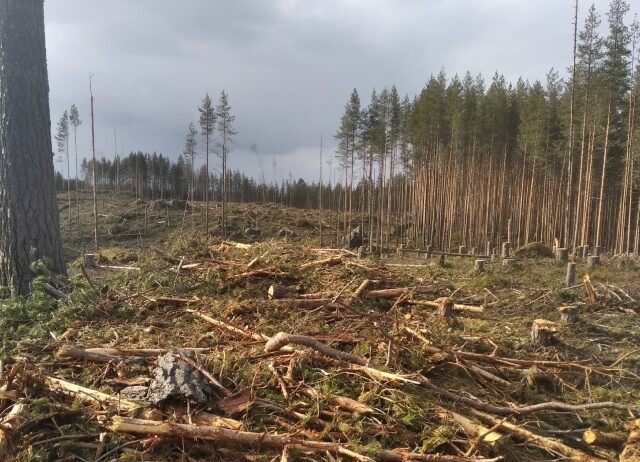 «Лучшее фото нашего края»: жители Медвежьегорского района предложили кадры уничтоженного леса
