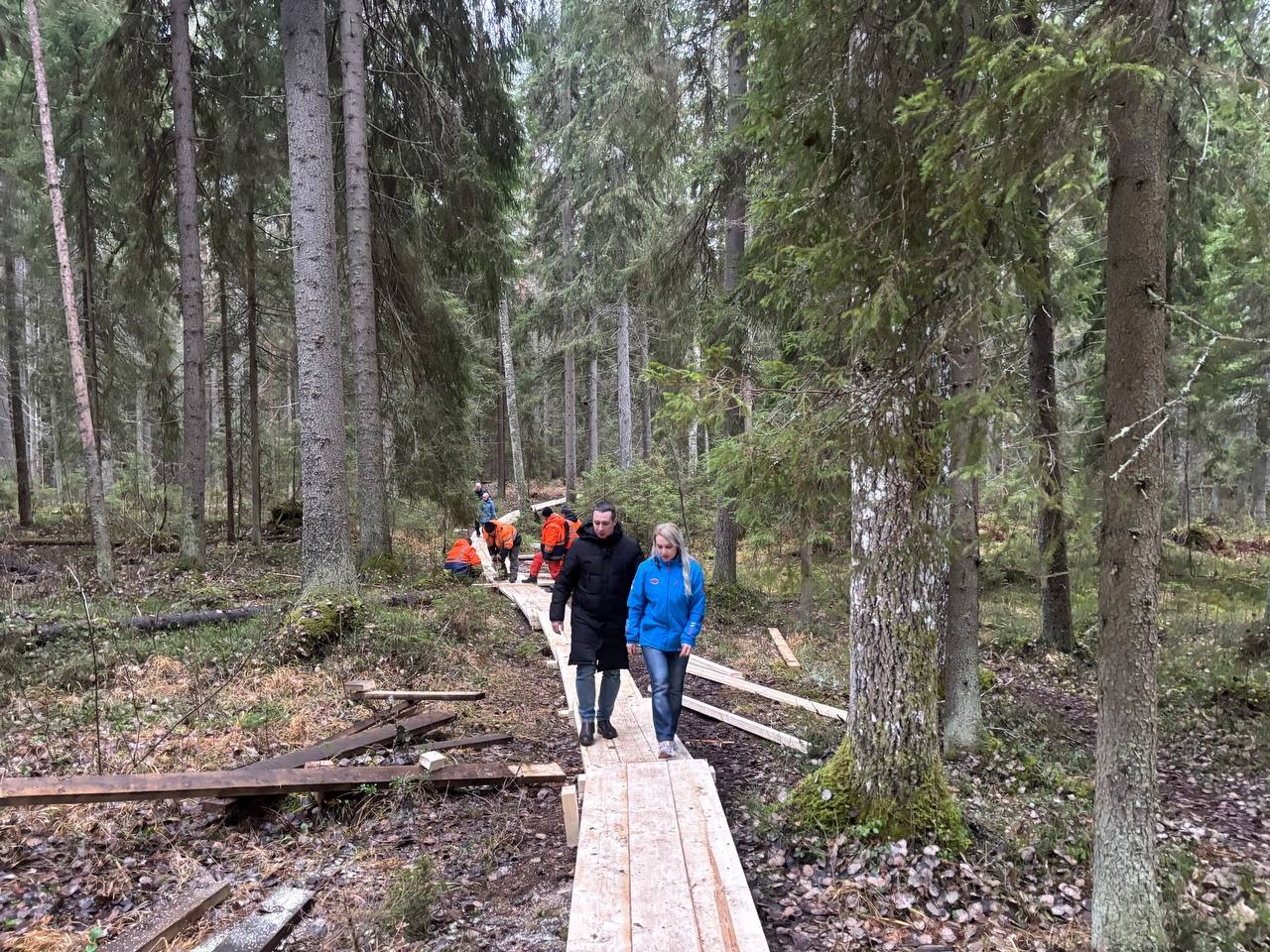Тропу здоровья обустраивают к 180-летней ели в Петрозаводске