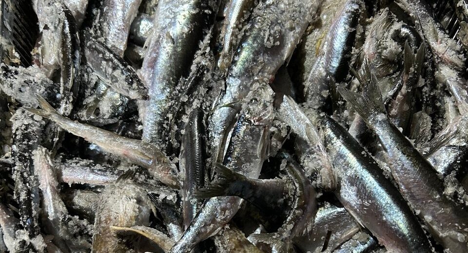 Наваги нам точно не видать до конца января: карельские рыбаки расстроены