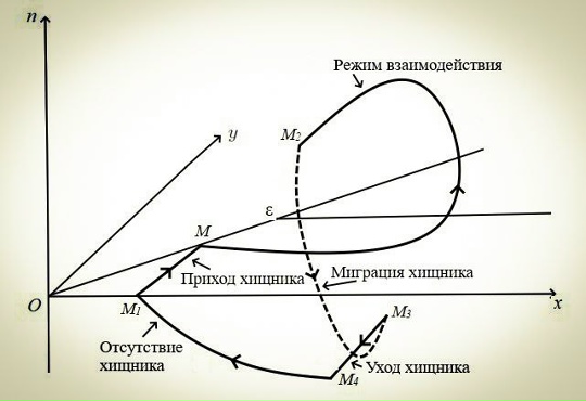 Математики КарНЦ РАН создали новую модель динамики взаимодействия хищников и жертв