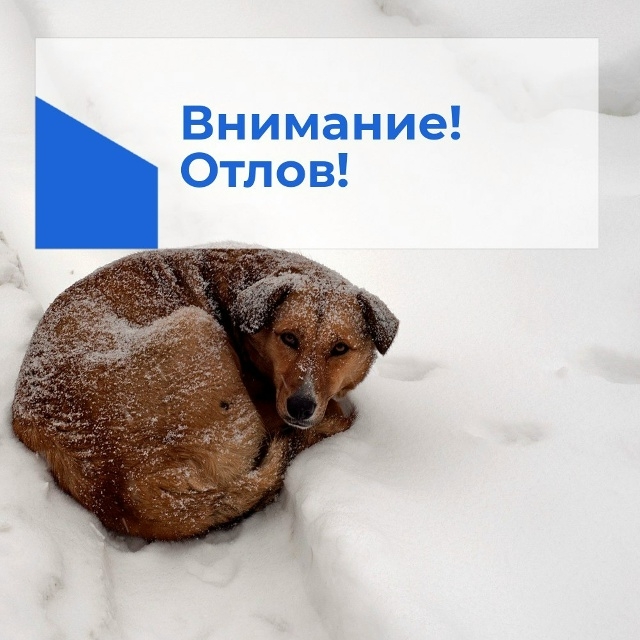 Бездомышей ненадолго отловят в Беломорске