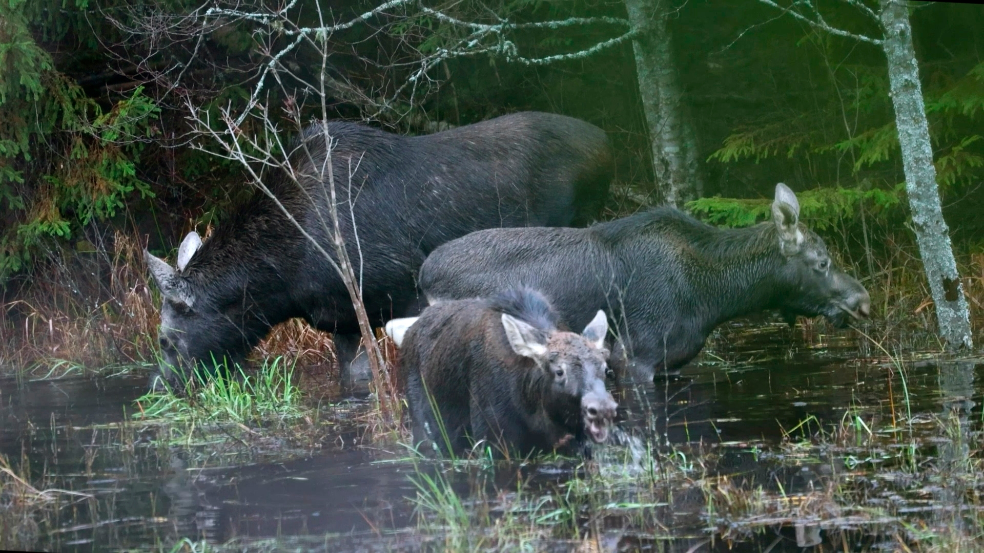 Лоси наслаждаются аномально тёплой зимой и водными растениями