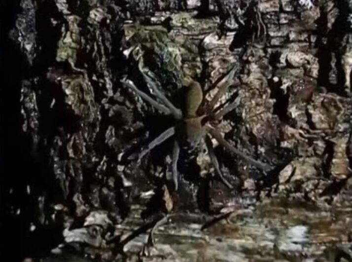 Пауки-волки вышли на охоту в Карелии