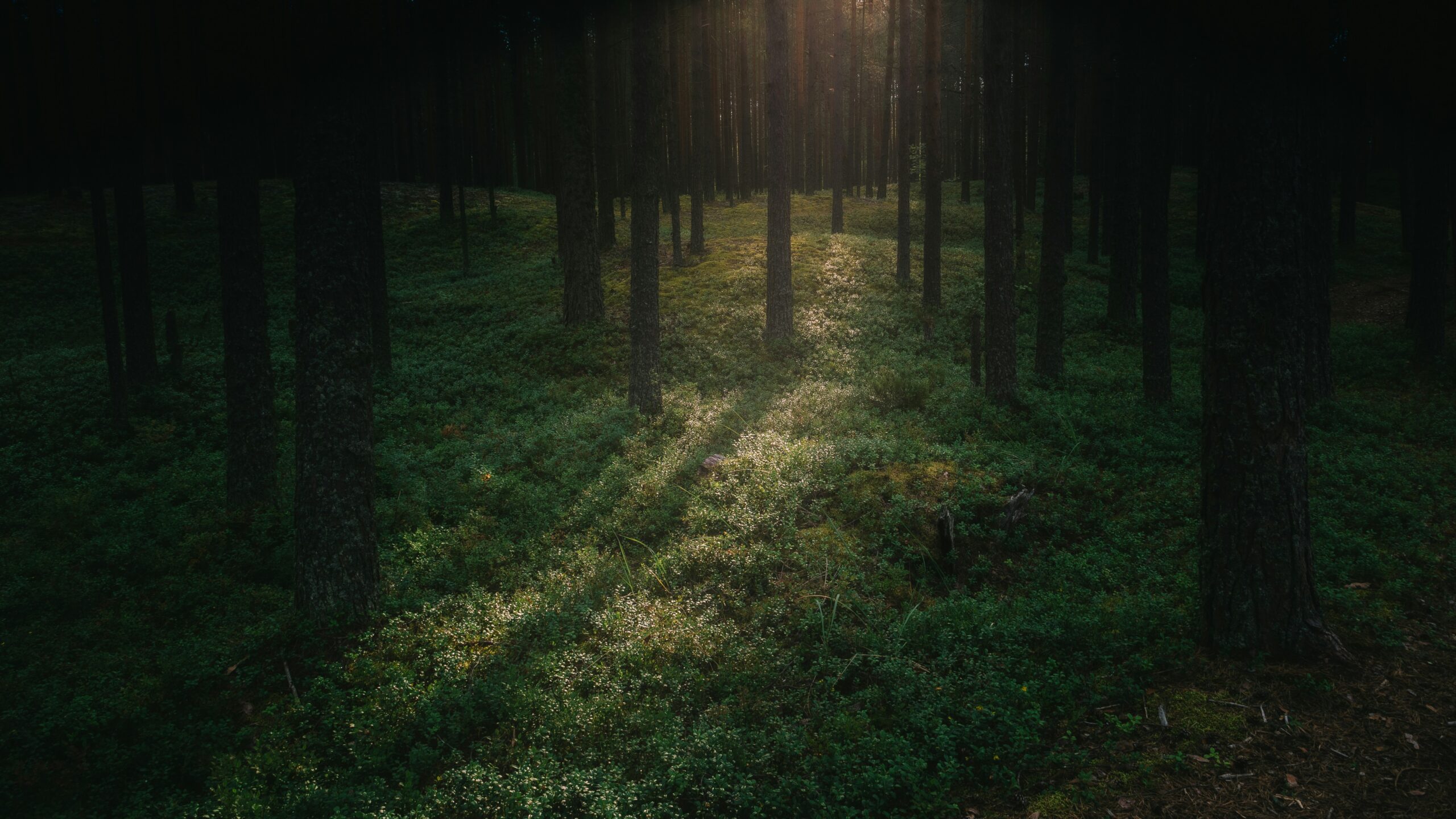 Более 14 тысяч гектаров леса в Карелии станут частью национального парка «Воттоваара»