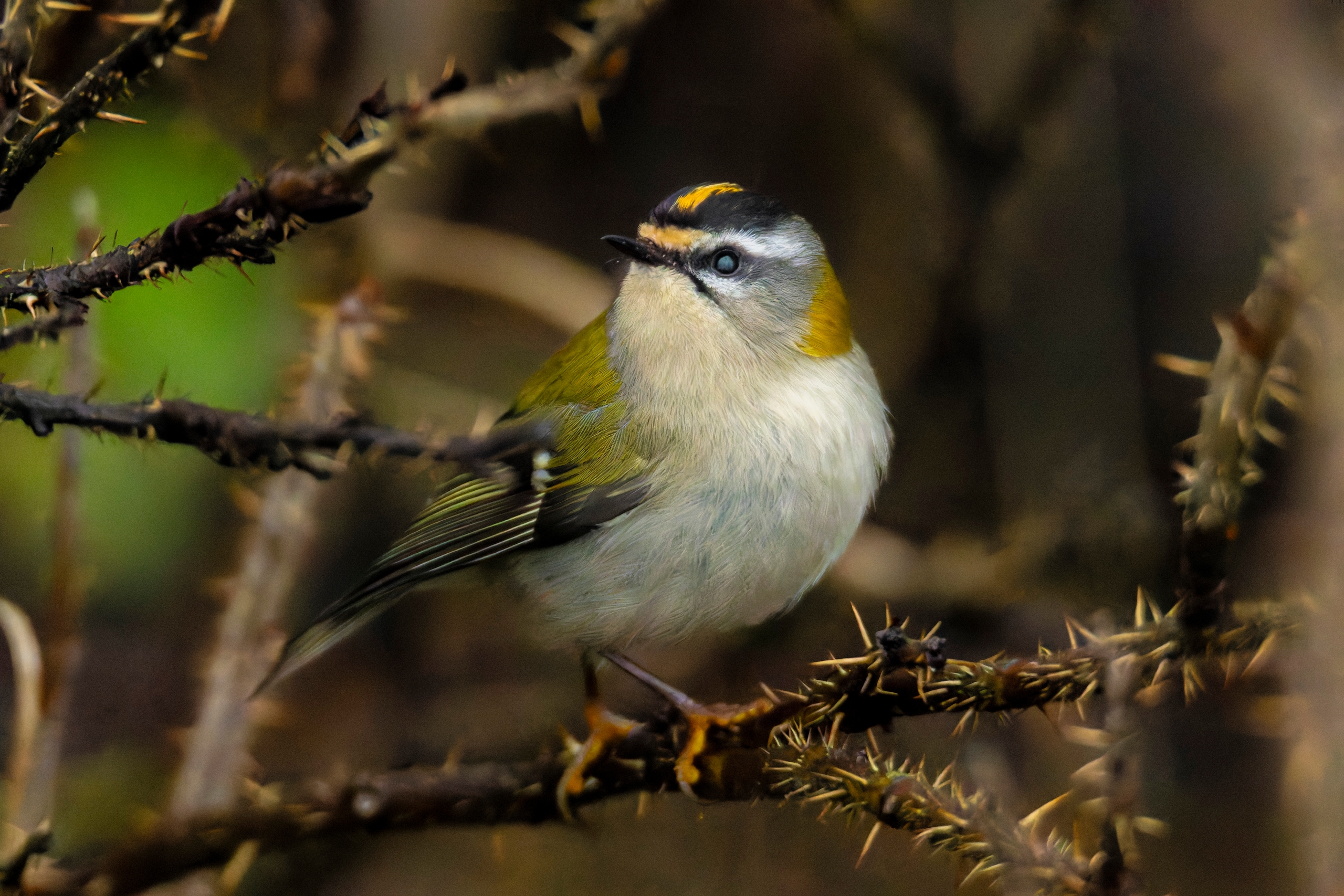 Фотограф запечатлел в Петербурге самую маленькую птицу Европы — красноголового королька
