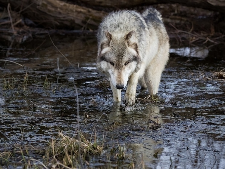 «Всех истребили»: волки продолжают терроризировать домашних животных в Карелии