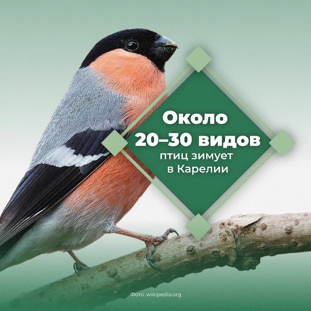 Помочь, а не навредить: эксперты рассказали, как правильно кормить птиц зимой в Карелии
