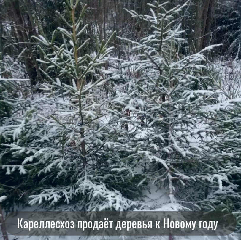 Жители и гости республики смогут приобрести живую ель в Кареллесхозе