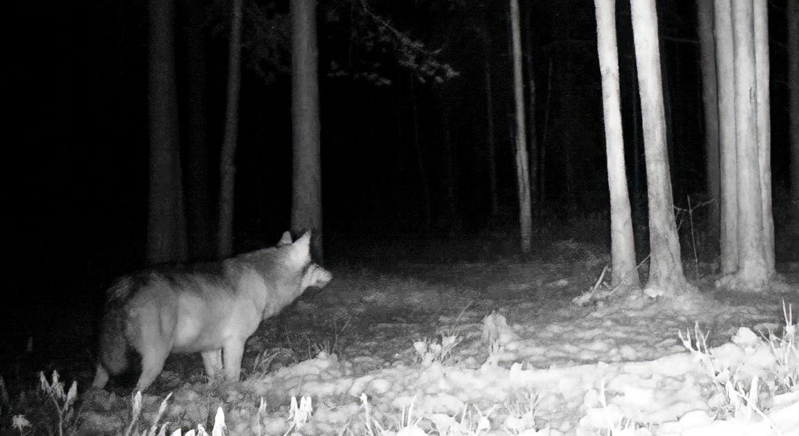Видеоловушка засняла одинокого волка после удачной охоты в соседней от Карелии области