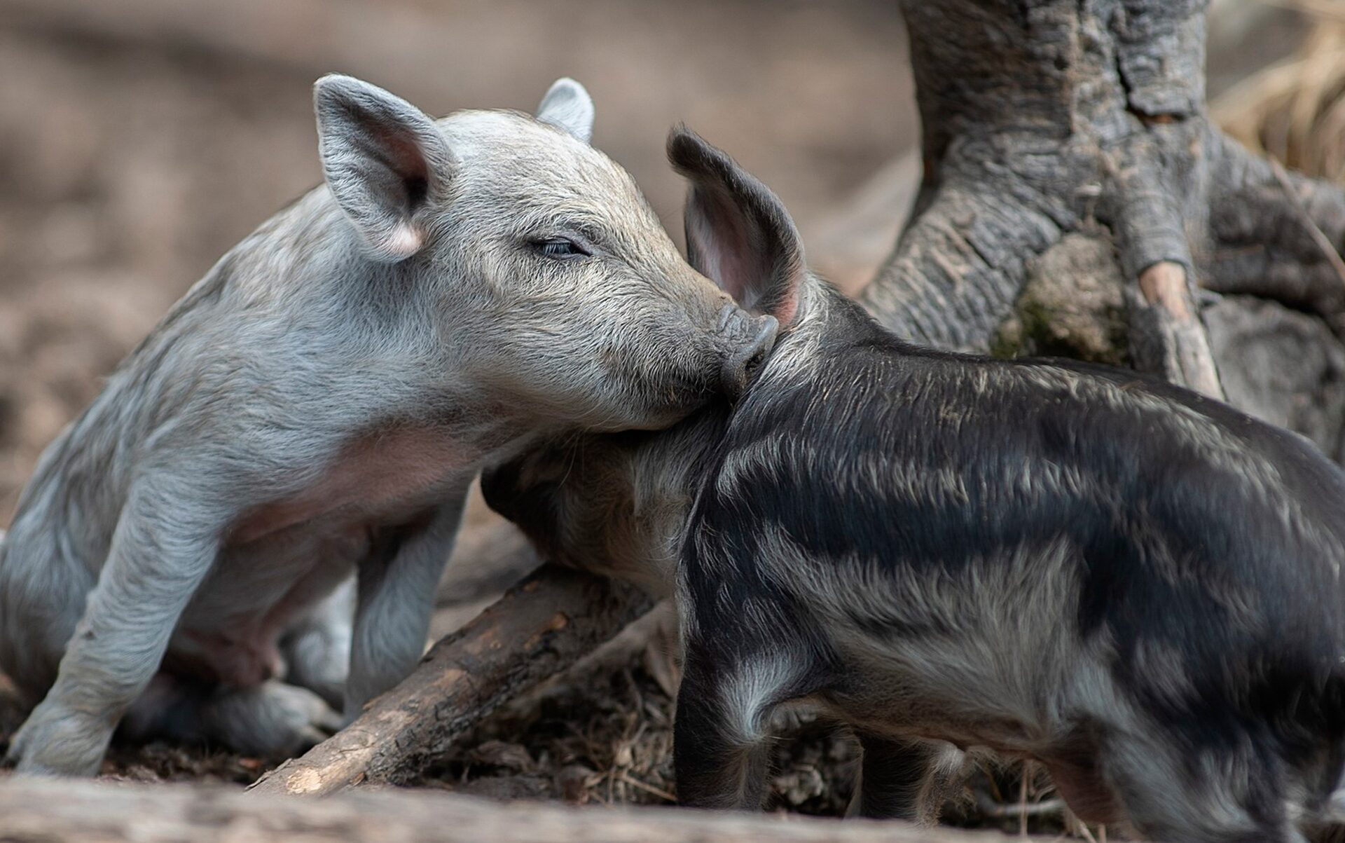 «Шерстяная» свинка из Венгрии поселилась в Карельском зоопарке