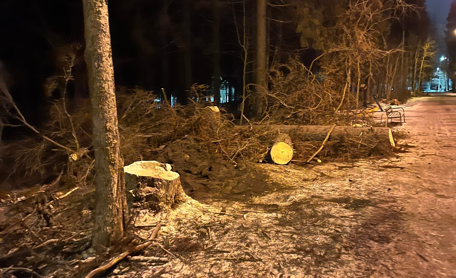 В Беличьем парке снова вырубают деревья