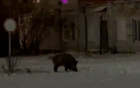 Кабан взбудоражил жителей поселка Карелии