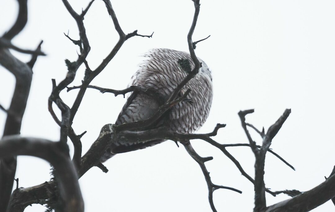 Птицу без головы запечатлел фотограф в заповеднике