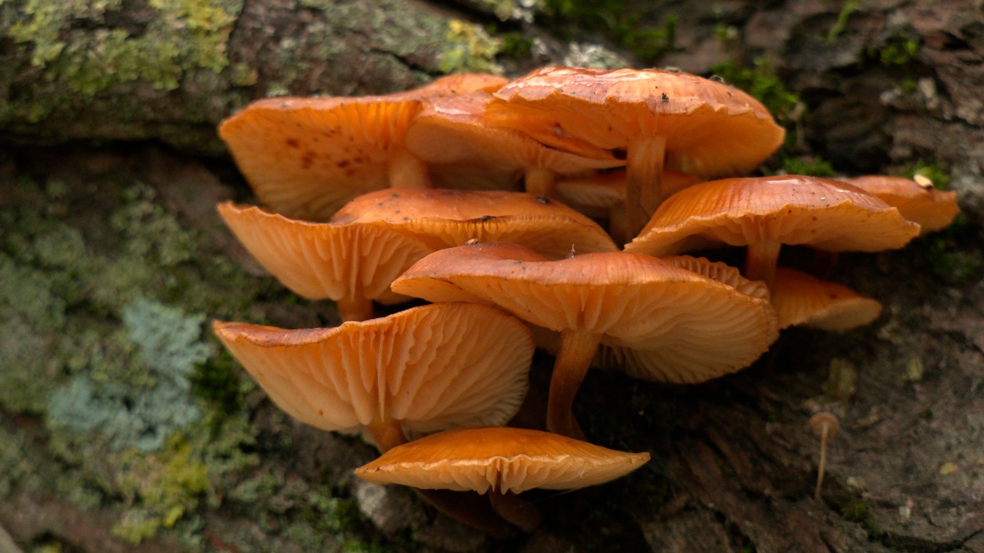 В парке Петербурга выросли деликатесные грибы, но собирать их не советуют