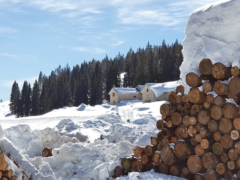 Отечественные деревообработчики осваивают Южную Корею и запускают производство в карельской Арктике