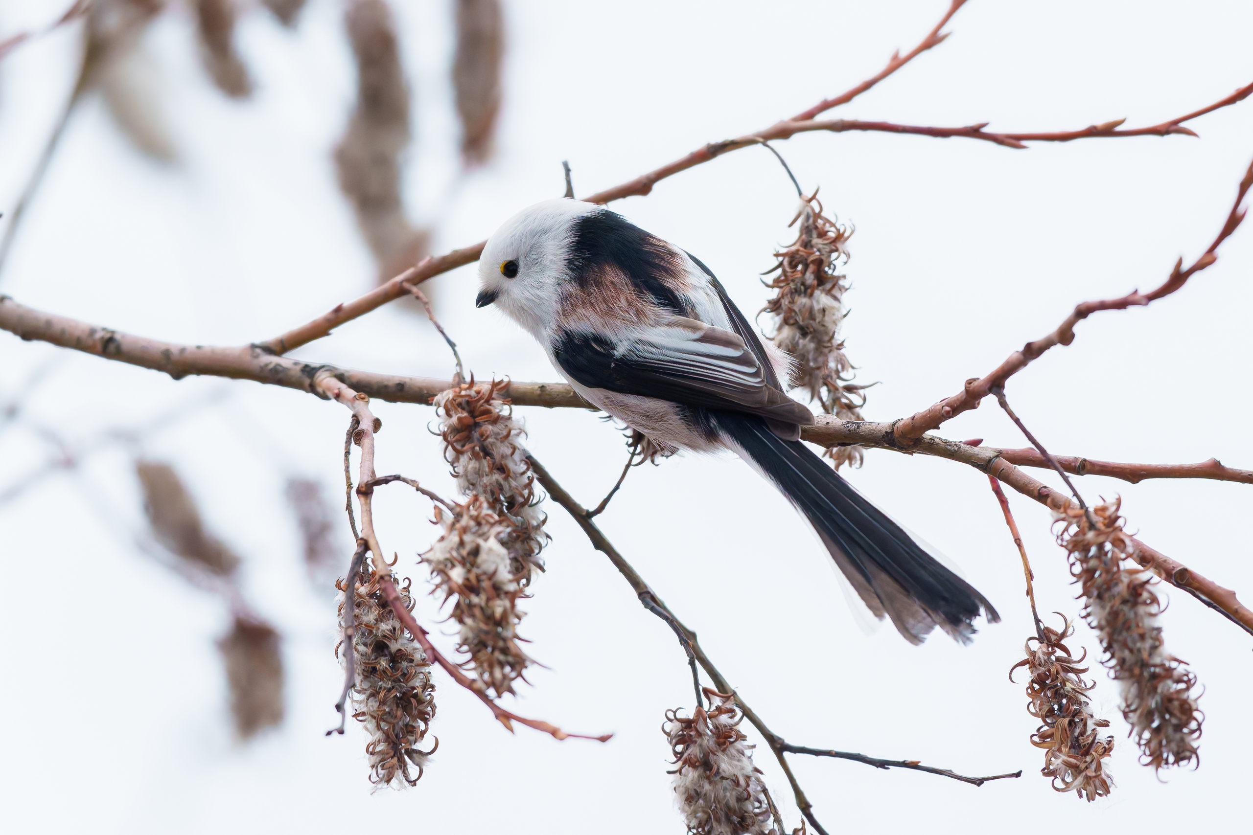 Необычные птицы ополовники замечены в Санкт-Петербурге