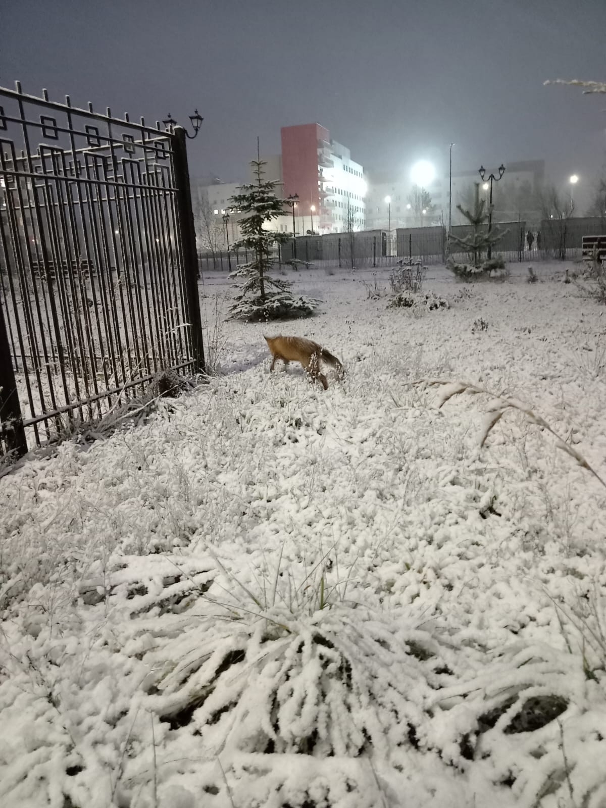 Пришла на консультацию: незваная гостья снова заявилась к карельским медикам