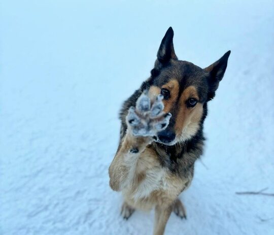 Усатые и хвостатые, друзья наши меньшие, тоже получили новогодние подарки