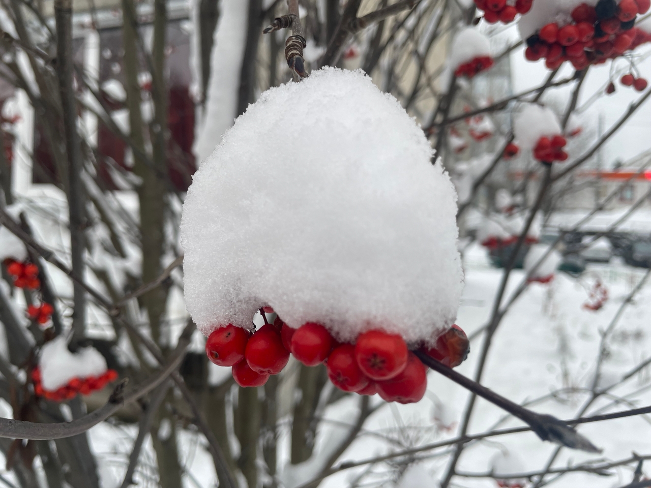 Опасная снежная погода обрушится 11 декабря на Карелию