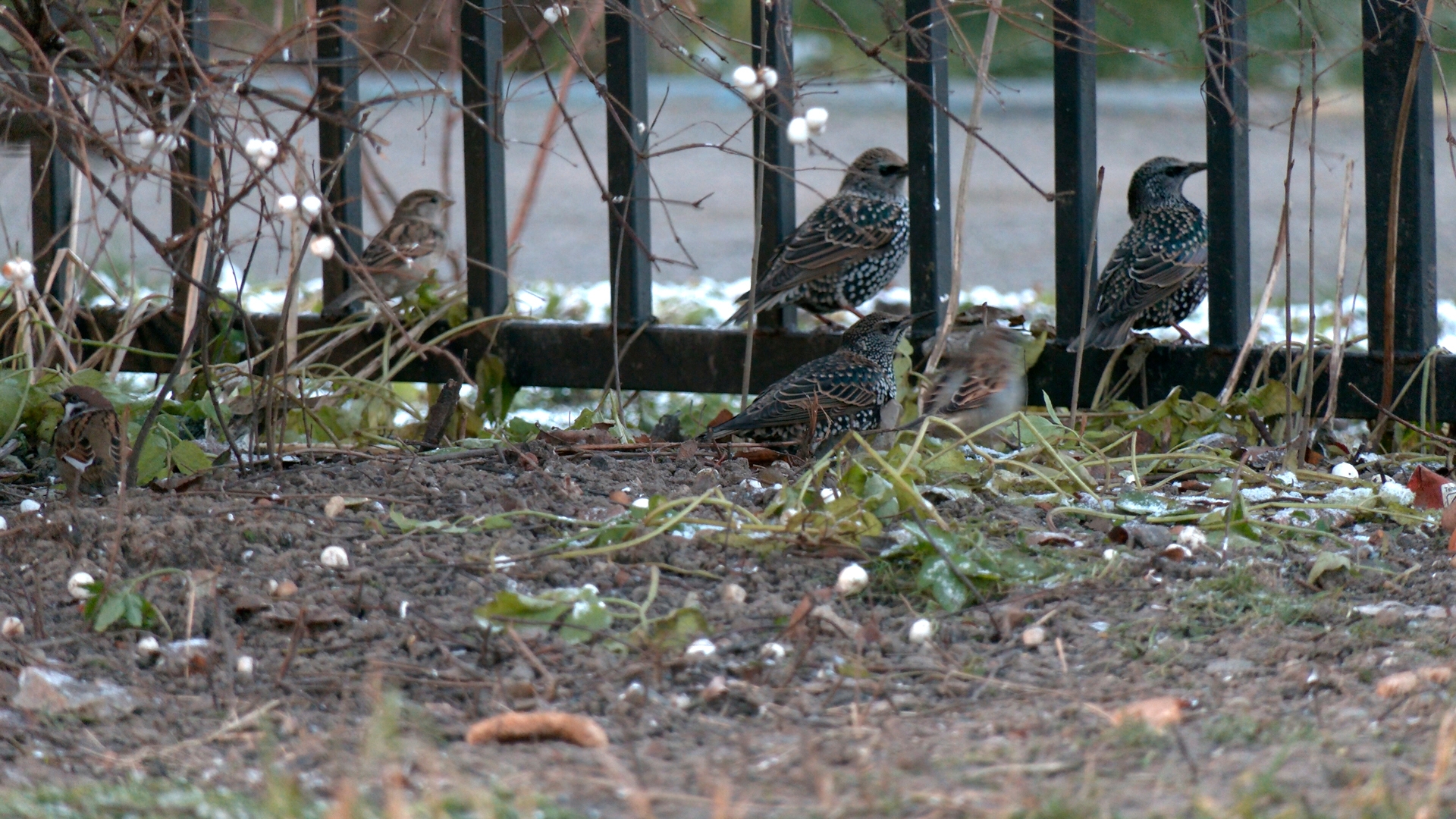 Петербургские скворцы отказались улетать в Западную Европу из-за теплой зимы