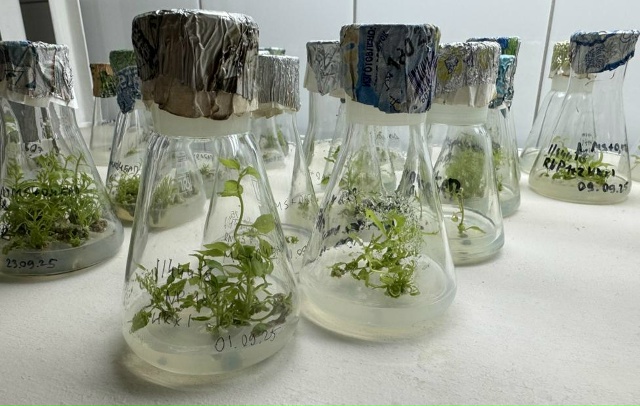 Петербургские ученые нашли способ «отключать» у деревьев гены, отвечающие за образование пыльцы