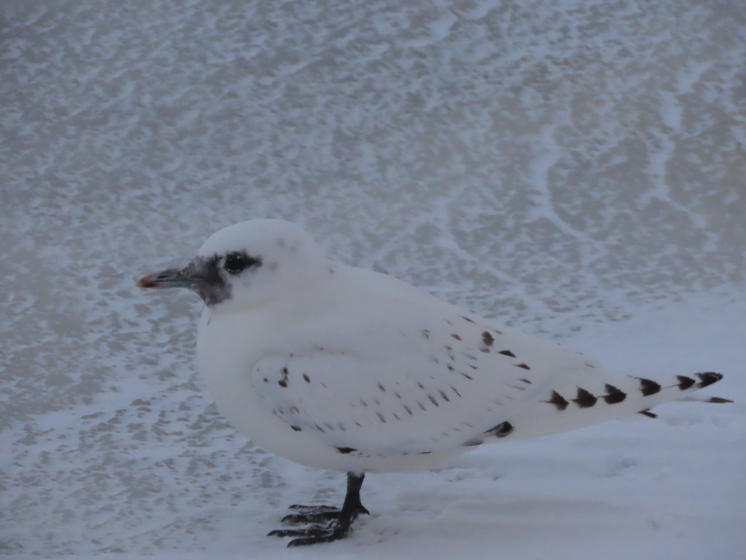 Жителю Карелии удалось запечатлеть краснокнижную чайку