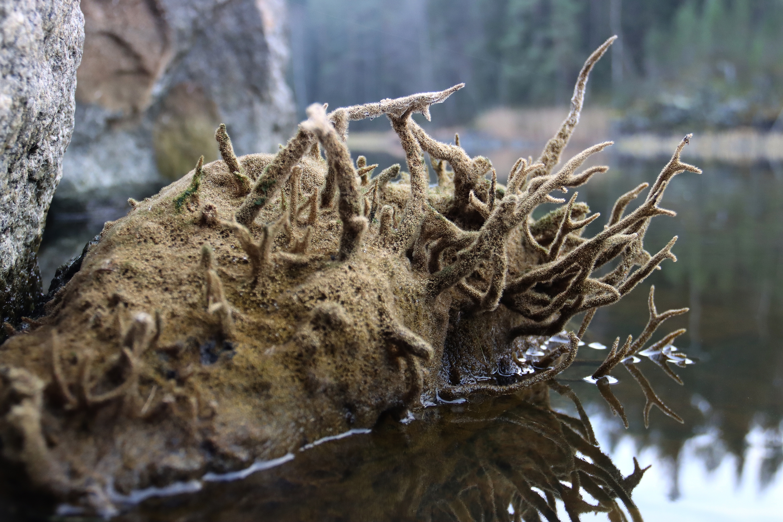 Необычное животное, похожее на губку, обнаружили на водоеме в Карелии