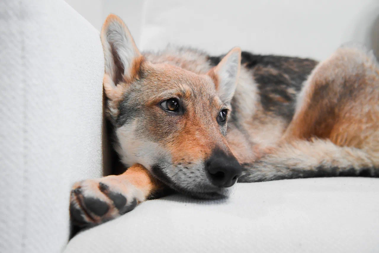 Жительница Карелии стала жертвой аферистов во время поисков питомца